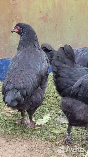 Семья Маран черномедный 5+1