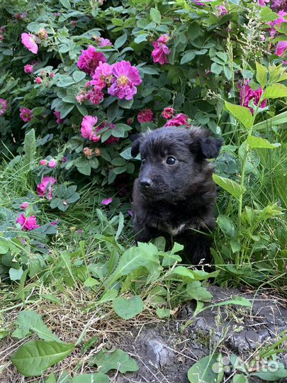 Отдадим щенят в добрые ручки