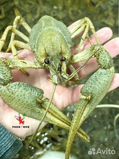 Раки живые и вареные дикие