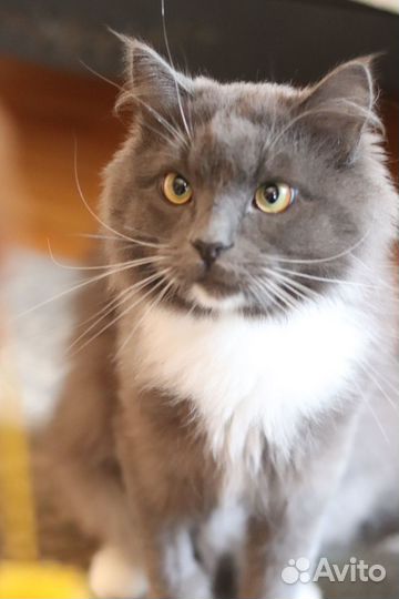 Магический лечебный кот Будда ищет дом