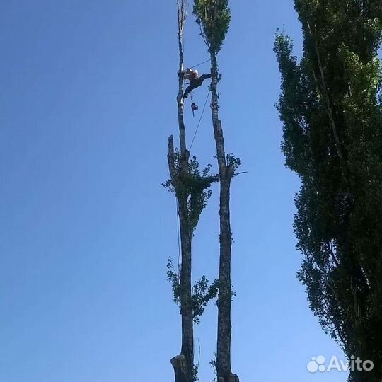 Спил деревьев любой сложности