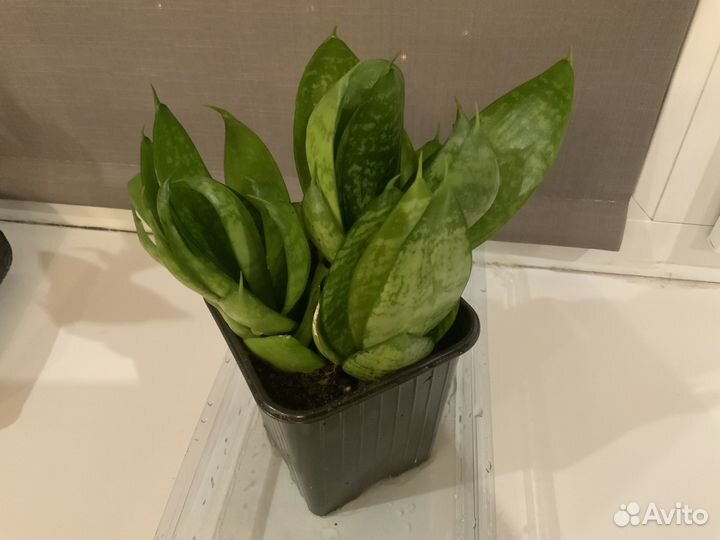 Сансевиерия Ханни грин 3 розетки