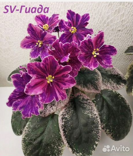 Фиалки сортовые детки