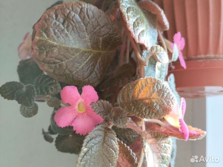 Комнатные цветы