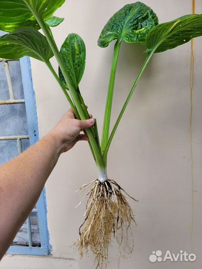 Хосты коллекционные Гэлакси, Extreme /Экстрим