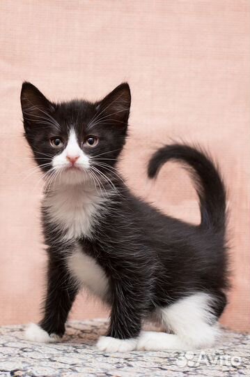 Смелая малышня Донбасса в дар