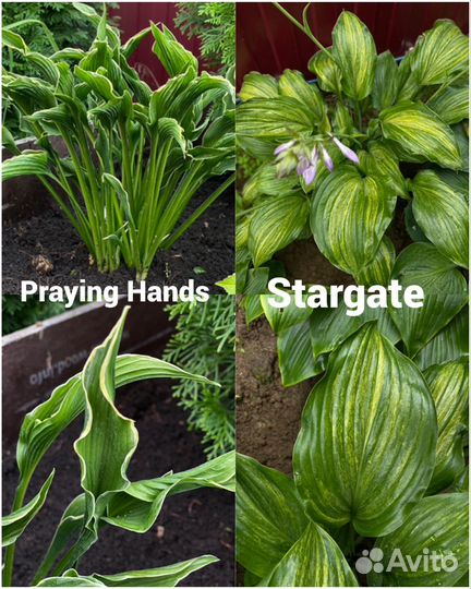 Хосты из моего сада