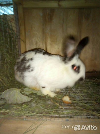 Кролик