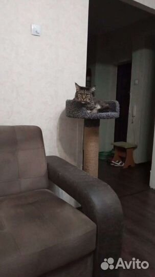 Когтеточка