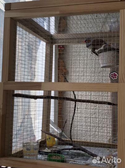 Певчие амадины с клеткой