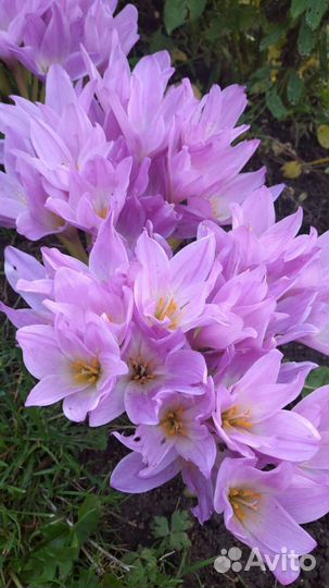 Безвременник