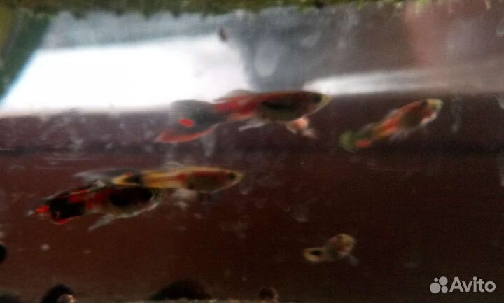 Гуппи, корм для рыбок