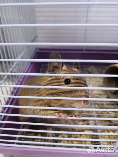 Чилийские белки Дегу