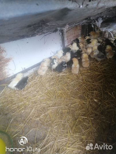 Цыплята домашние подрощеные