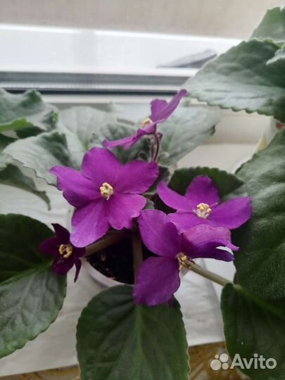 Комнатные цветы фиалки
