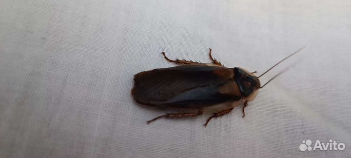 Аргентинский таракан Blaptica dubia