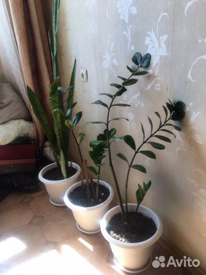 Замиокулькас