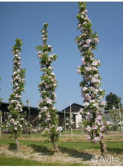 Абрикос колоновидный