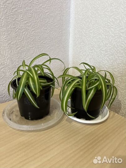 Хлорофитум кудрявый