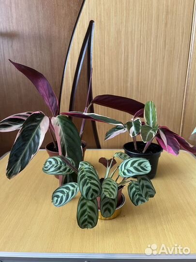 Комнатные цветы