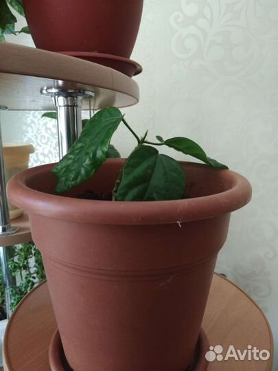 Гибискус китайская роза