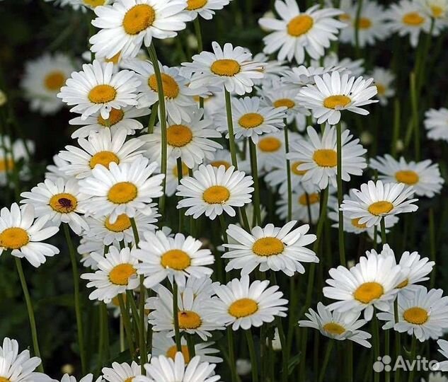 Кустики ромашки обыкновенной