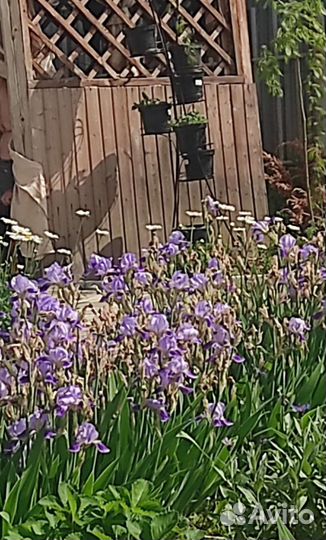 Ирисы сиреневые
