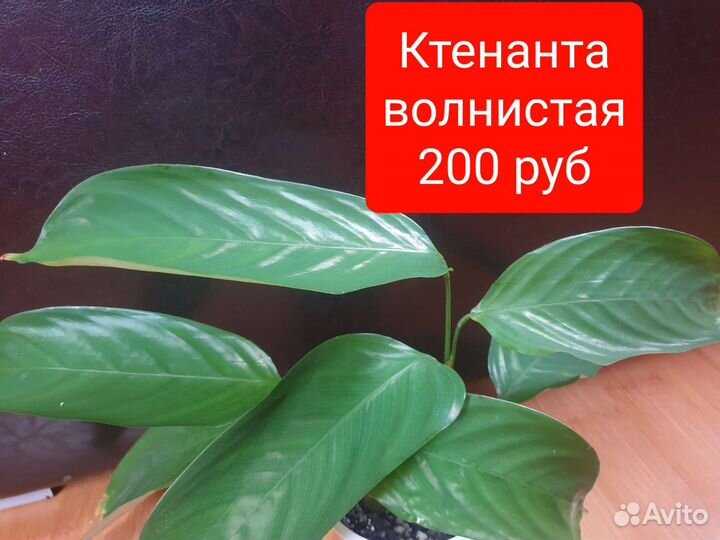 Фикус и другие растения