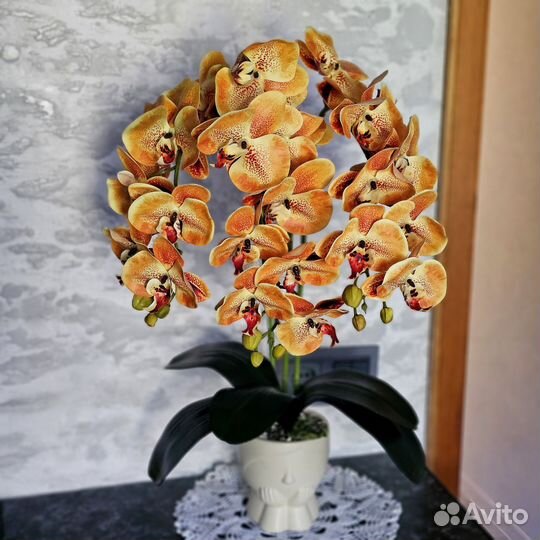 Орхидея фаленопсис