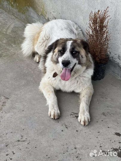 Собака девочка метис австрал. овчарки в добрые рук