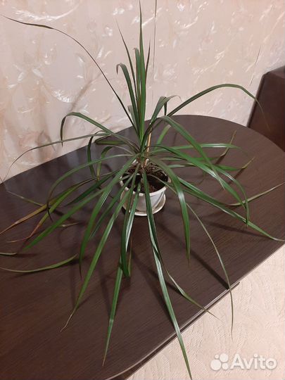 Драцена