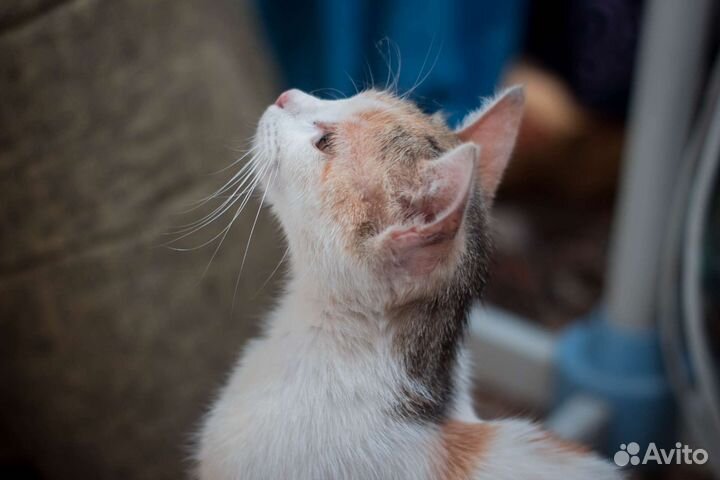 Кошка в добрые руки, подарите дом