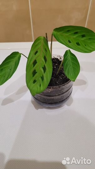 Маранта цветок