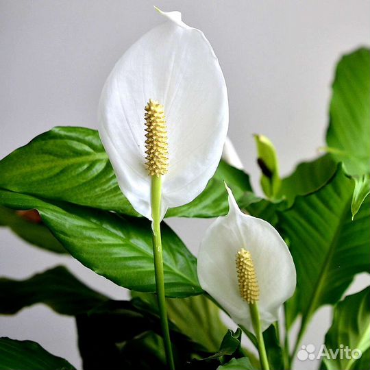 Спатифиллум женское счастье