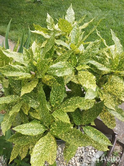 Аукуба японская вечнозелёная