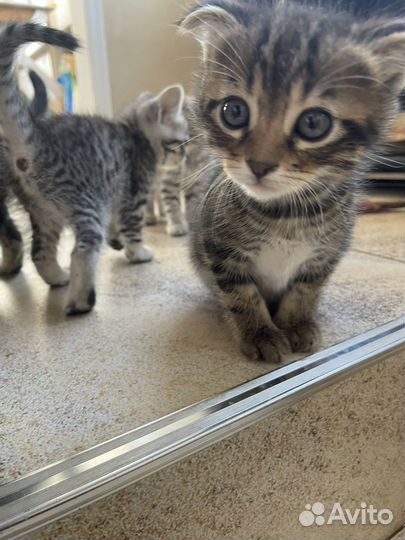 Котята в добрые руки приучены к лотку