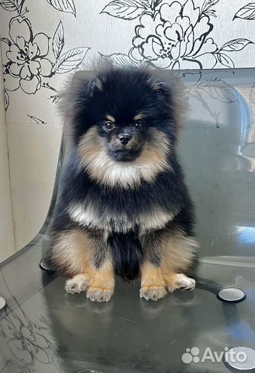 Померанский шпиц