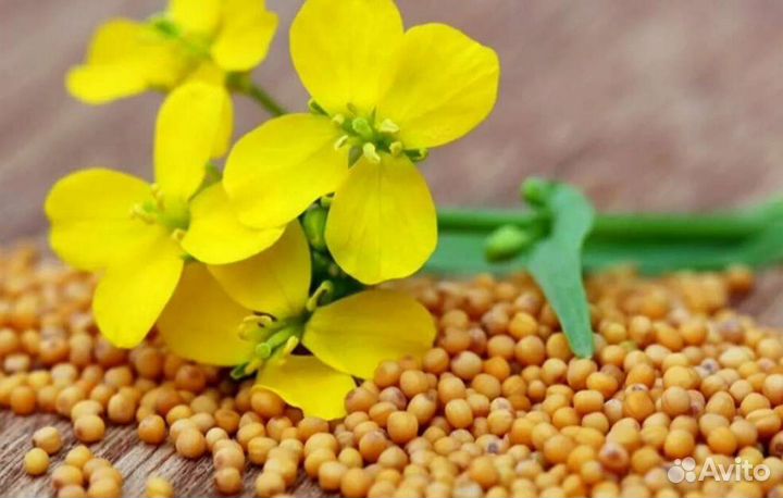 Горчица сидераты от 20 кг