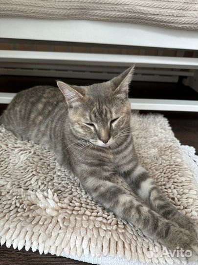 Отдам в дар кошка