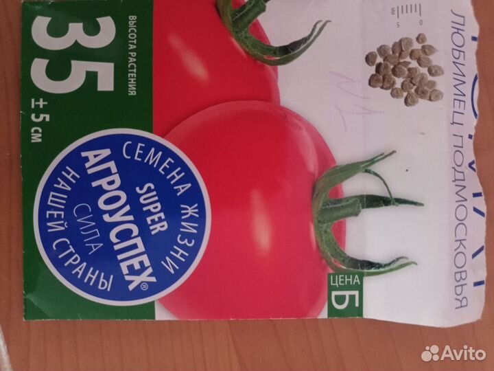 Рассада помидор