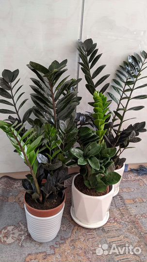 Замиакулькасы Raven /Zenzi