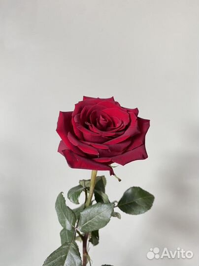 Роза Эквадор оптом