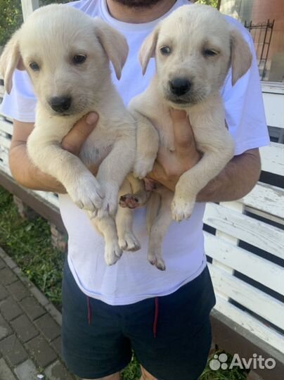 Щенки бесплатно в добрые руки