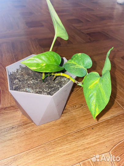 Эпипремнум золотистый