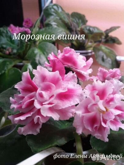 Сортовые фиалки стартеры