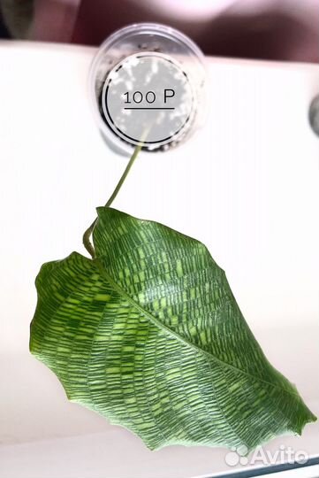 Калатея нетворк