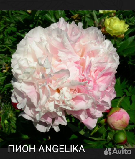 Пион Анжелика