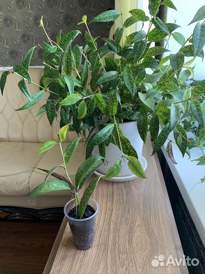 Эсхинантус мраморный