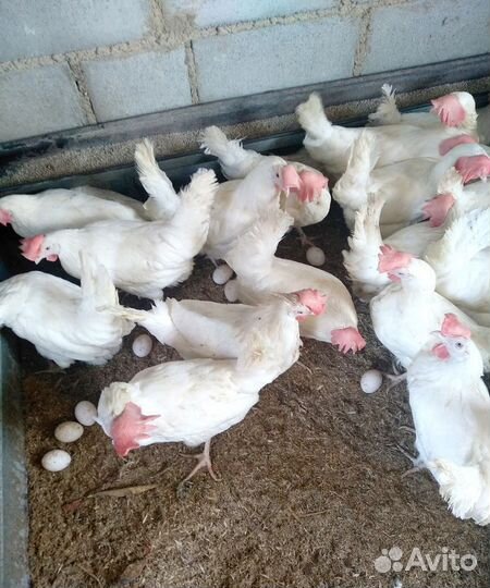 Куры несушки