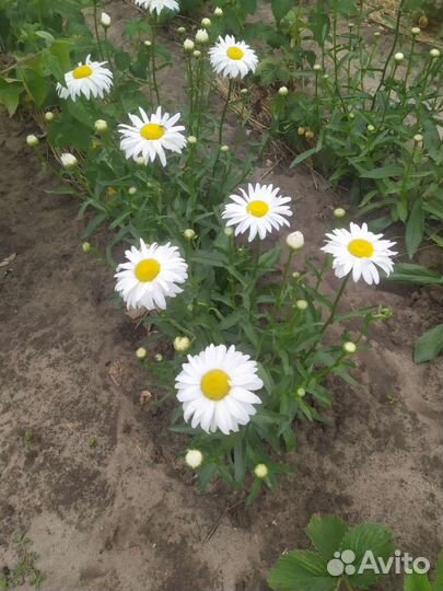 Цветущие кустарники и цветы